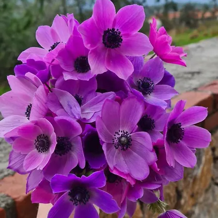 Nyaraló Amber Akyaka *